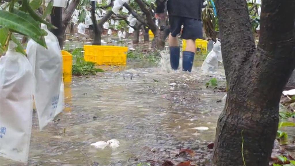 暴雨狂炸！屏東枋山芒果園「淹及小腿肚」　上千顆芒果掉落泡水