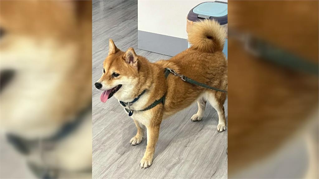 驚險!柴犬闖國道亂竄險釀追撞 畫面PO網飼主留言相認
