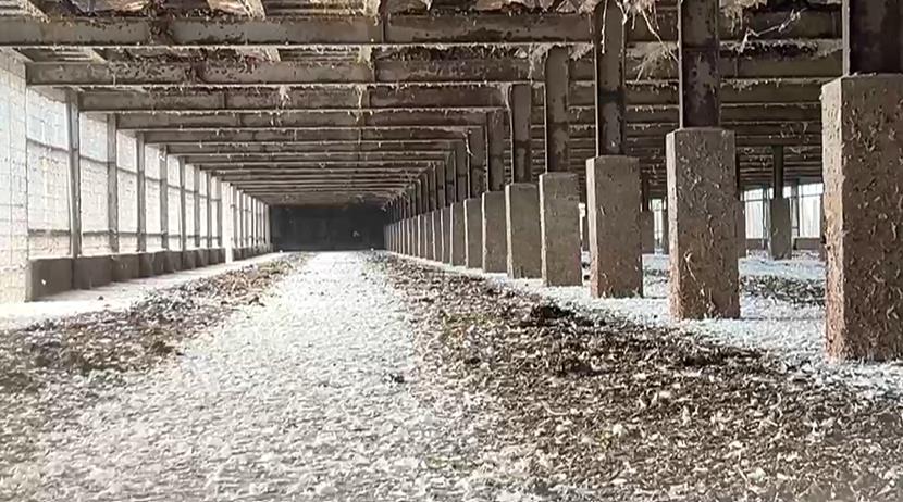 芬普尼毒蛋把關現漏洞　彰化縣府認錯將懲處追究