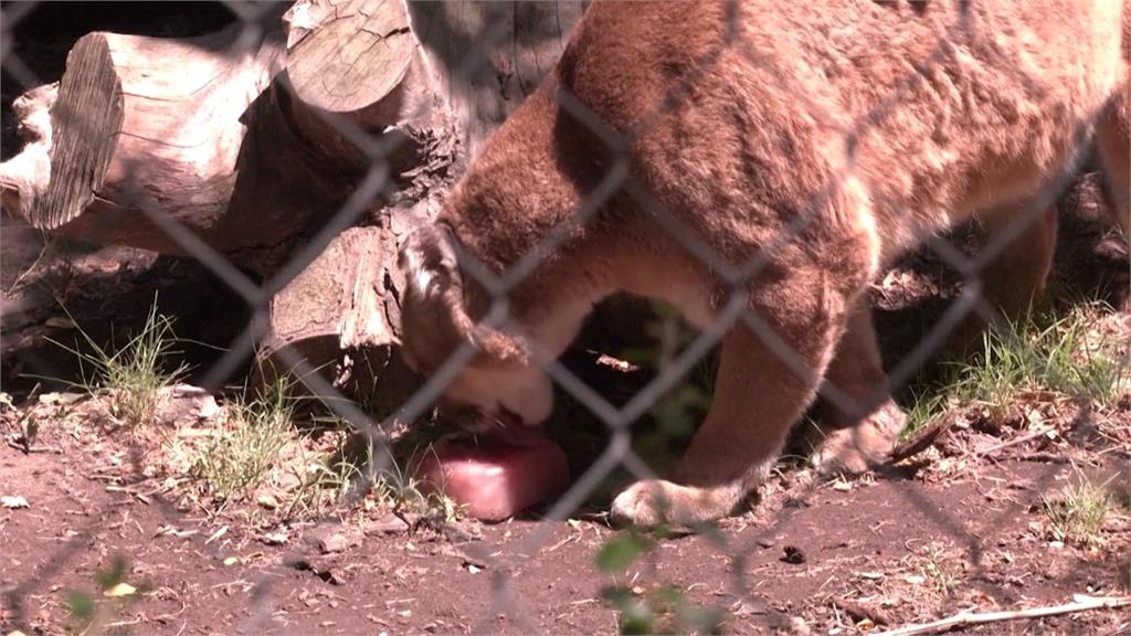 南美智利熱飆38度 動物吃冰消暑一「夏」