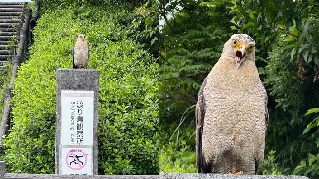 石垣島賞鳥卻被鳥「反賞」!日本網友遇到猛禽回瞪 網:這鳥也太兇