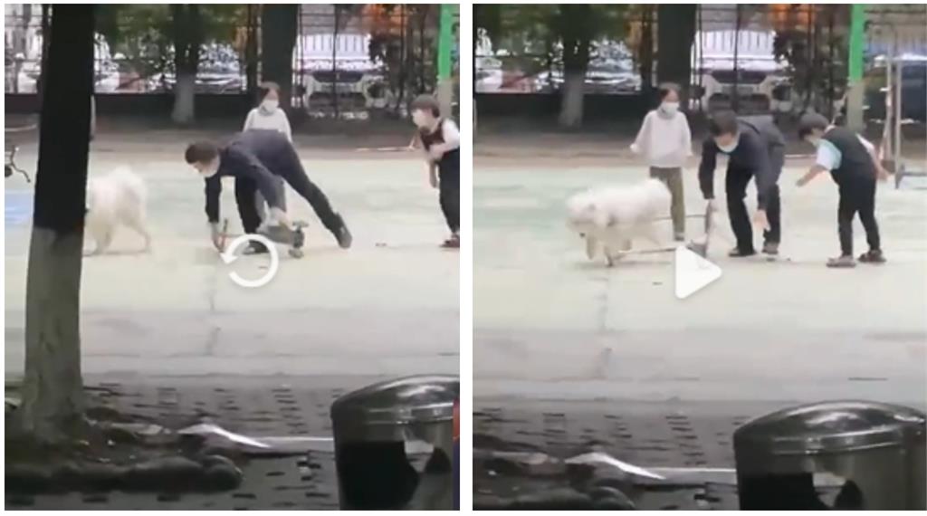 薩摩耶犬騎滑板車「直線衝撞」小男孩!「肇事逃逸樣」引千萬網友笑翻