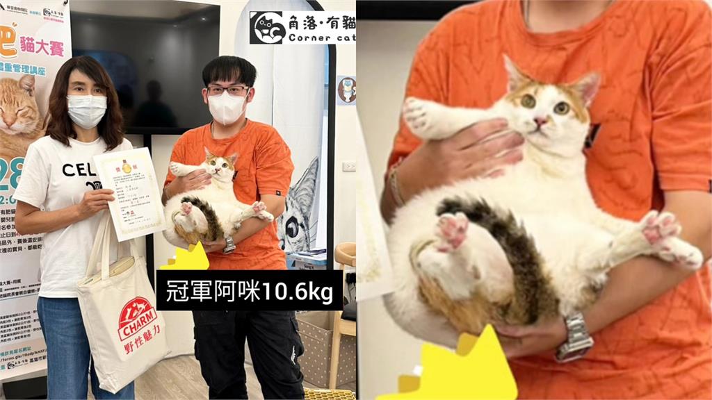 重量級「肥貓大賽」喵皇對決!牠「10.6公斤奪冠」驚恐領獎:我這麼胖?