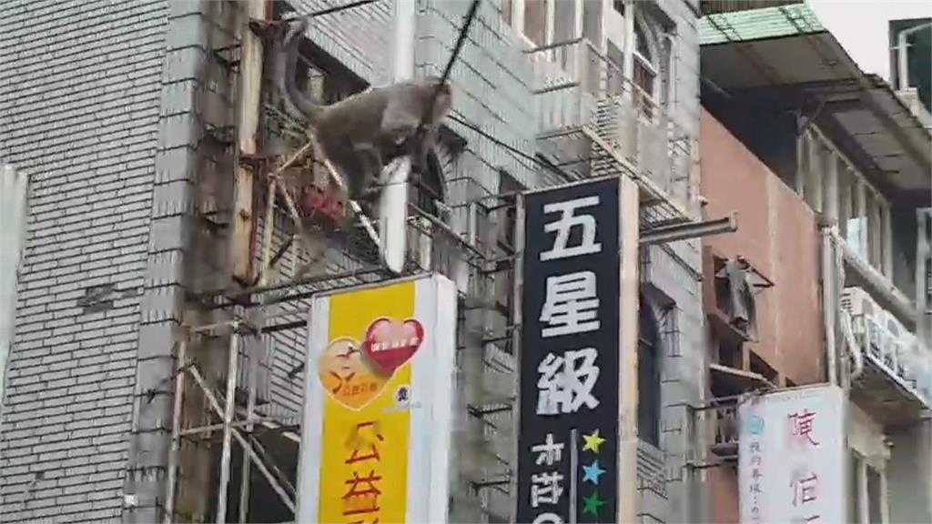 成群麻雀駐足高壓電線上 不怕變「鳥仔巴」?台電這樣說