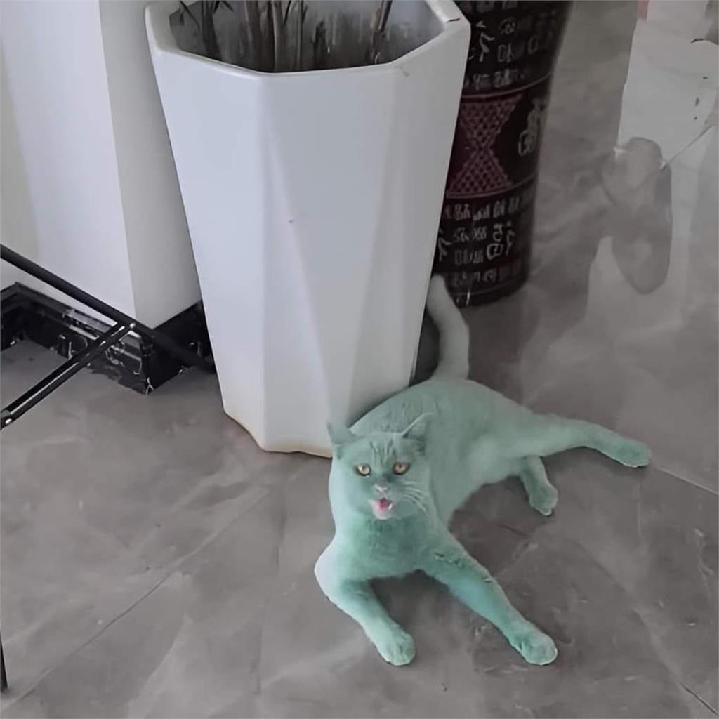白貓跌進油漆桶慘變「綠巨喵浩克」！主人洗到崩潰網看傻：中毒狀態？