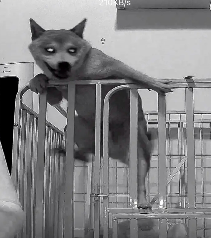 柴柴「越獄」關不住!半夜「賊頭賊腦」調皮爬圍欄 秒變惡犬畫面流出