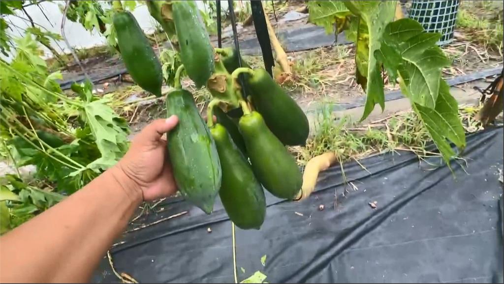 豪雨無情摧殘屏東農田　瓜農心血全泡湯　損失飆破2800萬