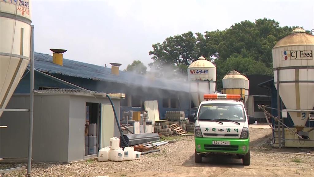 南韓再爆非洲豬瘟！　防疫警報升至「最高等級」全國禁運48小時