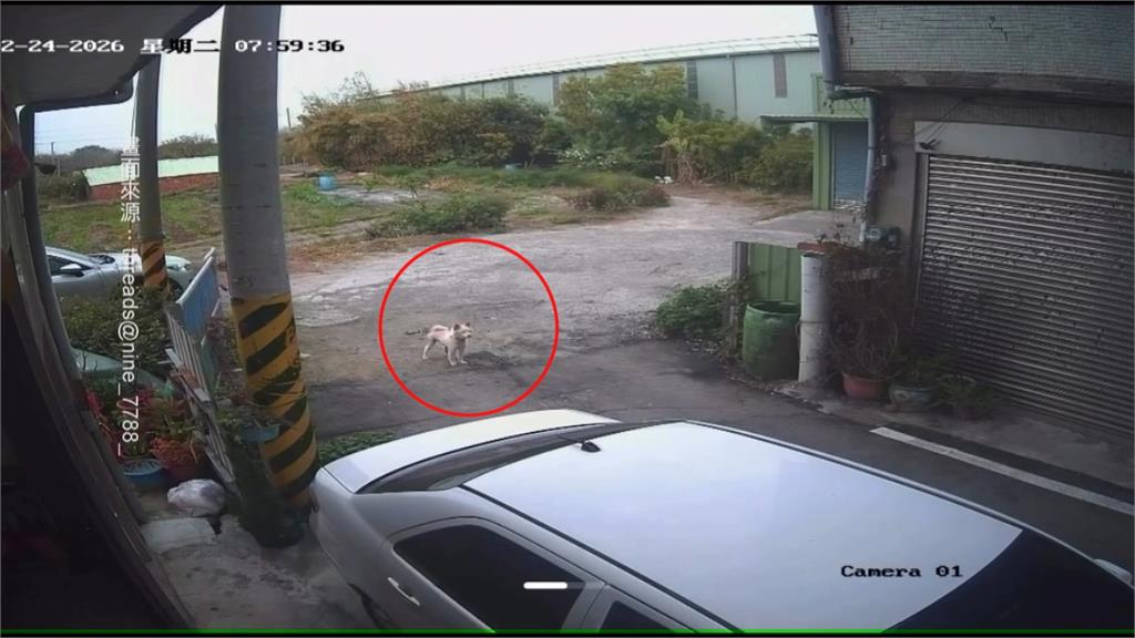娃娃車迴轉輾斃愛犬　飼主控園方拖延處理