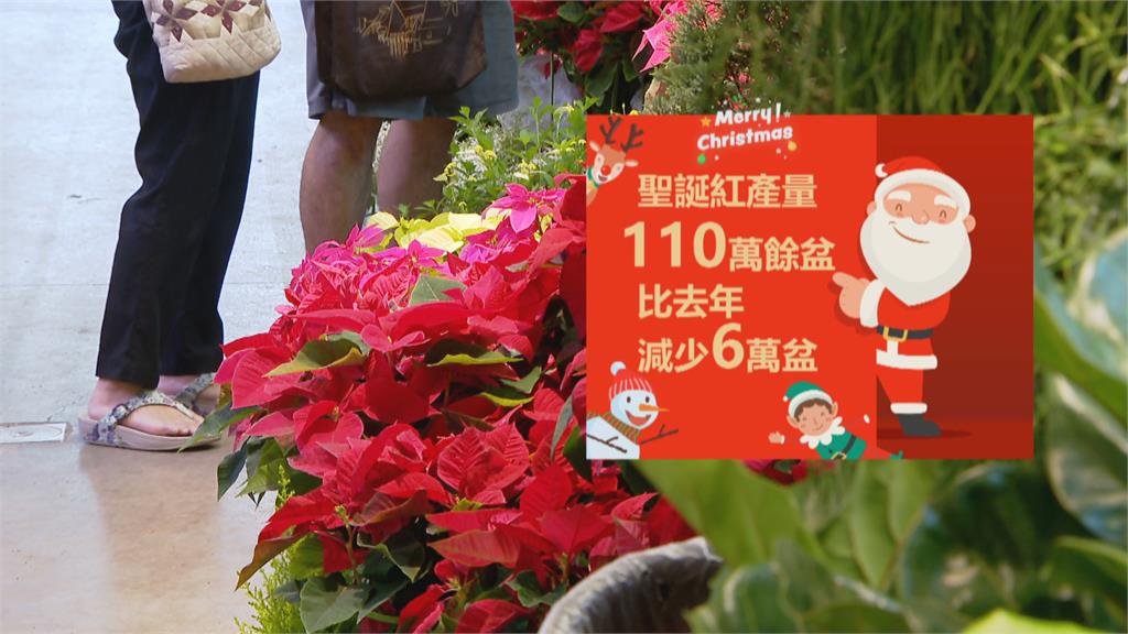聖誕紅買氣佳！　台北花市首推「純白色」新品種