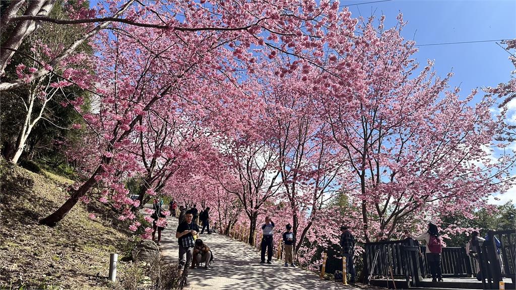 新竹司馬庫斯粉紅花海來了　櫻花盛開！入山須提前申請