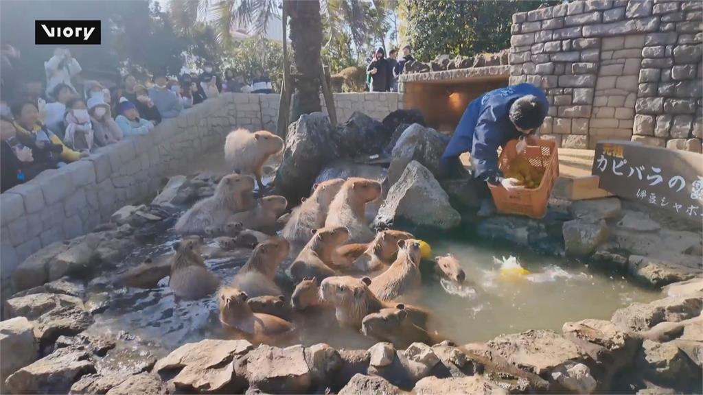 日本伊豆仙人掌動物園　「水豚泡溫泉」好療癒吸引遊客搶拍