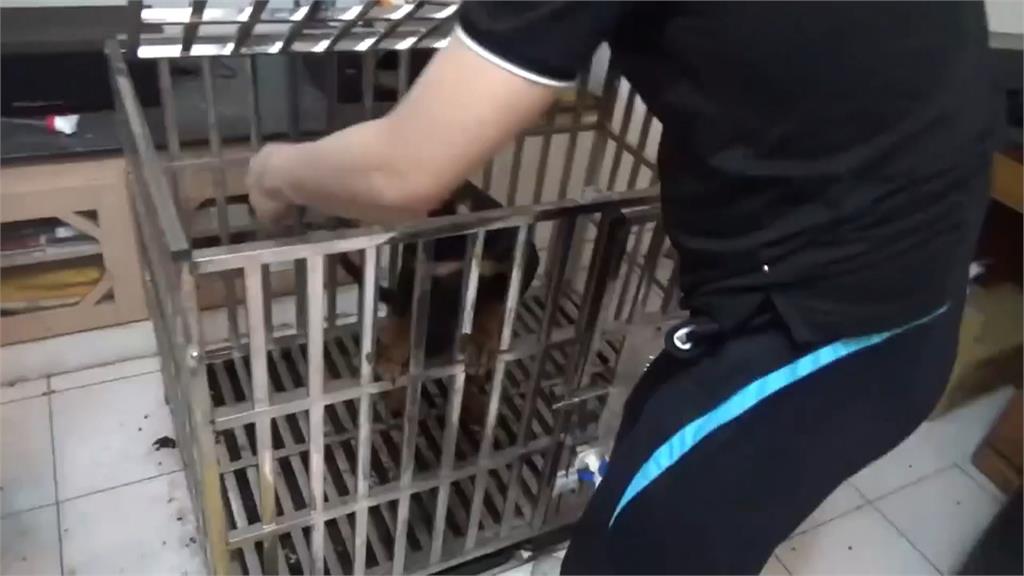 無辜萌犬成詐欺工具　警揪出幕後黑手破三方詐騙