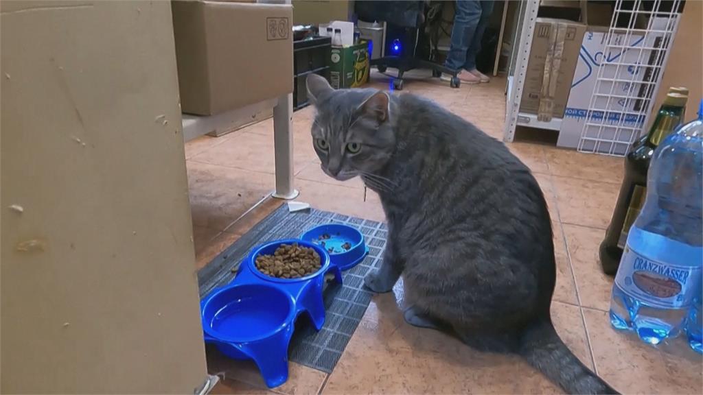 俄羅斯超商店貓遭檢舉被迫離職　逾6千人連署盼貓咪「回來上班」