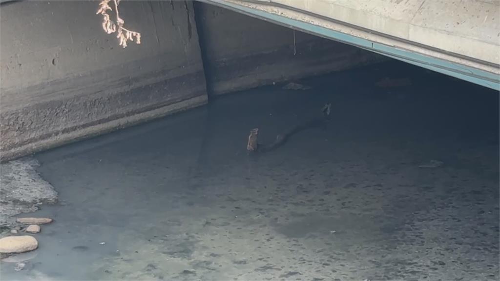 嘉義中埔鄉橋下疑驚見"大腿斷肢"  警消急忙打撈竟是"它"