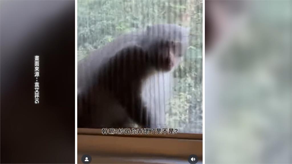 遭猴子三度闖入　袁艾菲新店美宅頻受干擾