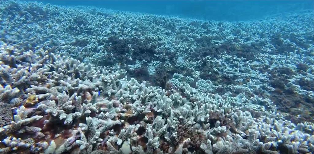 小琉球首見「藍鈕扣水母」嚇壞遊客　澎湖珊瑚礁陷窒息危機