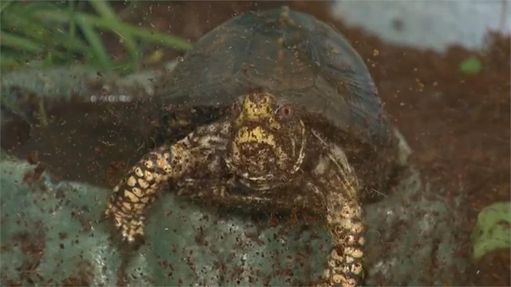 飼養箱龜不容易! 專家:勿將野生箱龜撿回家當寵物