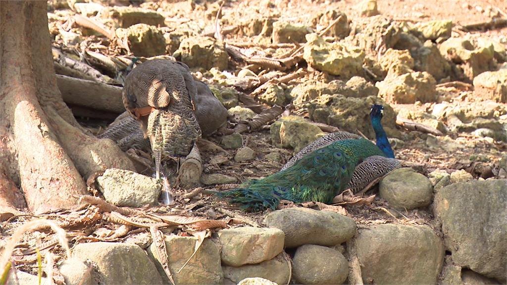 「滅門慘案？」孔雀全倒地　　　壽山動物園緊急澄清