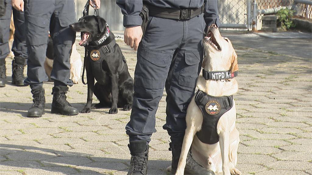 警犬、搜救犬成最萌生力軍！　新警犬「大福」報到萌翻網友