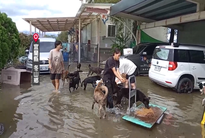 豪雨淹冬山動物關懷協會　毛孩站沙發上很無助