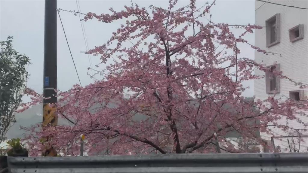 不敵風雨! 樟樹湖「櫻穀王」剩2成 「櫻櫻美代子」躲過一劫盛開中