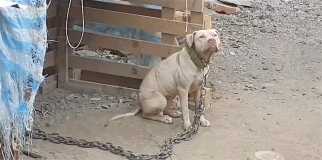 異言堂/獨!殺人索爾愛討摸 飼主揭兇狠比特犬轉性秘辛