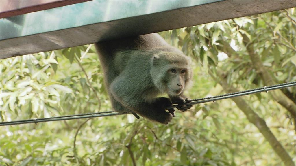 《綜藝大集合》斗六超特別鄉親「獼猴」看錄影！綜藝天王胡瓜被奇景吸引「其實牠們是來加碼的」