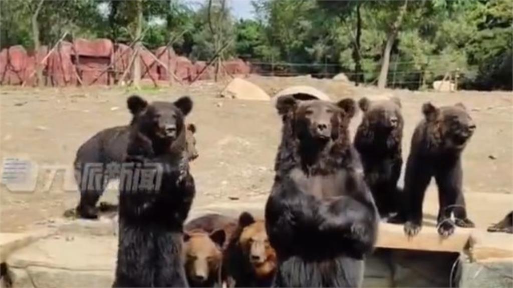 棕熊見人就「站立揮手打招呼」遭疑是員工假扮　動物園揭真相反被網轟