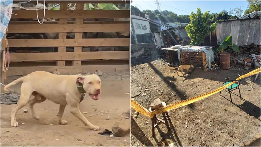 比特犬2度飛窗「狂咬騎士」該安樂死？律師嘆「牠無辜」點名最大罪人