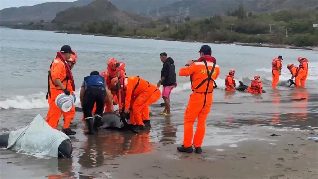 集氣！屏東車城11隻小虎鯨集體擱淺　4死7搶救中