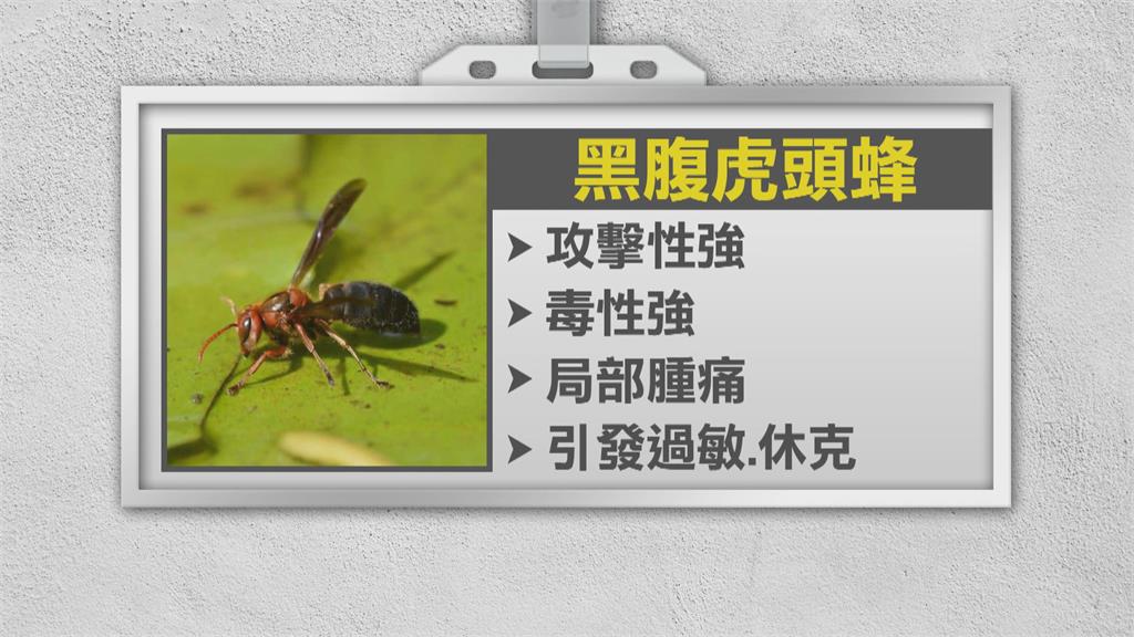 驚！日前遭黑腹虎頭蜂群攻　紀政頭、手多處螫傷