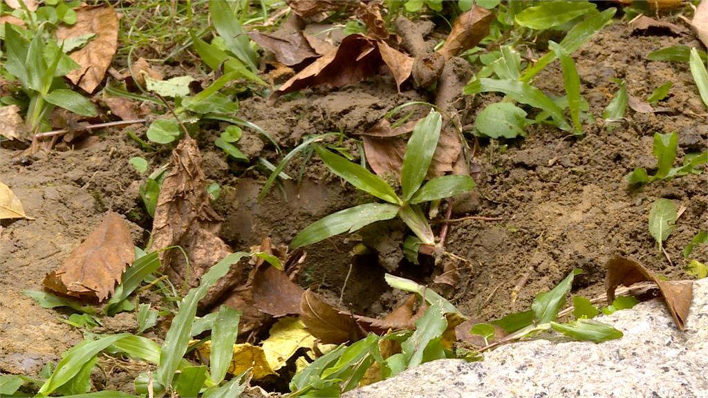 買毒先"尋寶"！　販毒集團死轉手山區.公園多次"埋包"藏毒