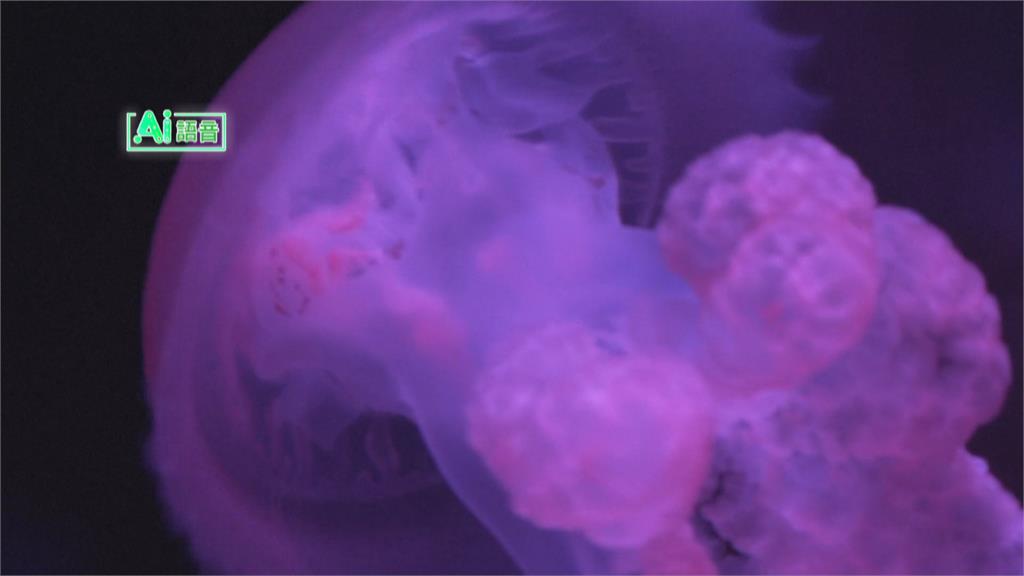 經營水族館烏克蘭夫婦 赴美躲戰火佛州打造水母博物館