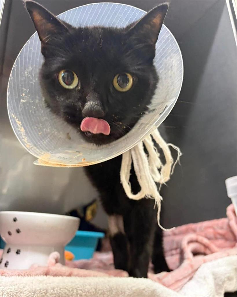 居家小物成隱形殺手！黑貓胃中竟「塞滿26條髮圈」醫嚇壞：不是每個都這樣幸運