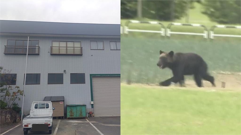 日頻傳野熊攻擊釀12死掀恐慌！「50cm小熊」闖公司嚇壞5員工網歪樓：來上班？