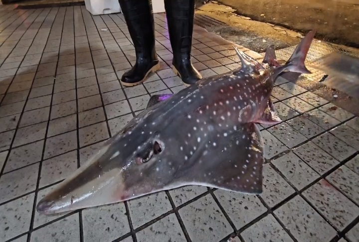 崁仔頂魚市販售「瀕危鯊魚」？　基市府：非禁捕物種