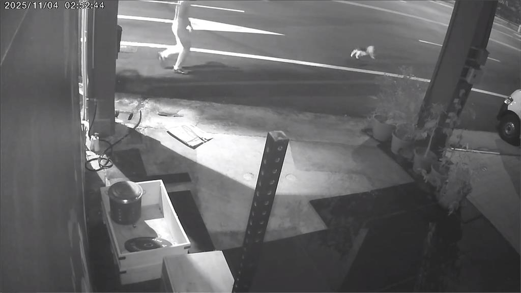 台中街頭驚見麝香豬"趴趴走" 若違法最高處100萬罰鍰