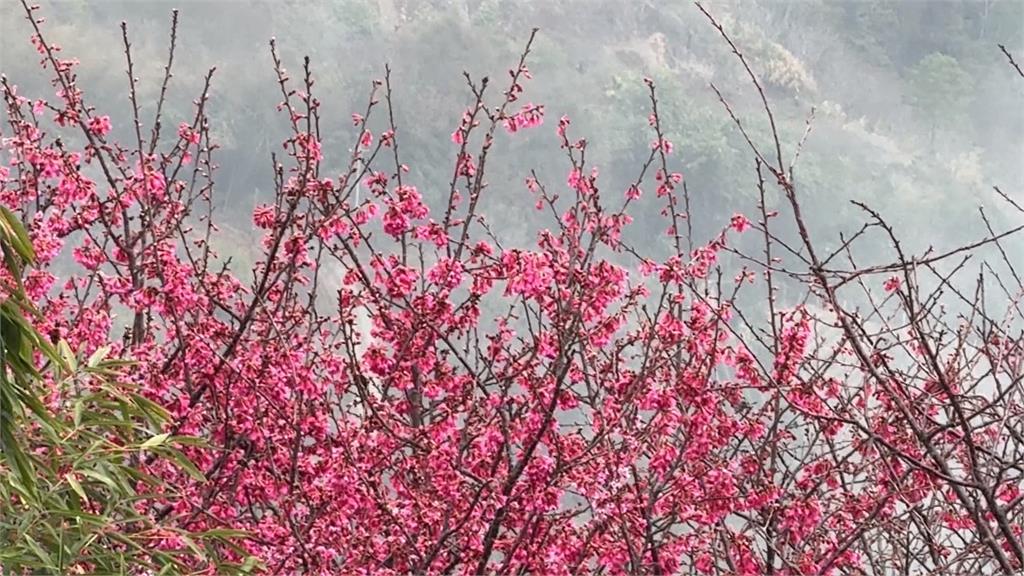信義鄉群「櫻」綻放　櫻花.李花盛開7成吸遊客拍照打卡