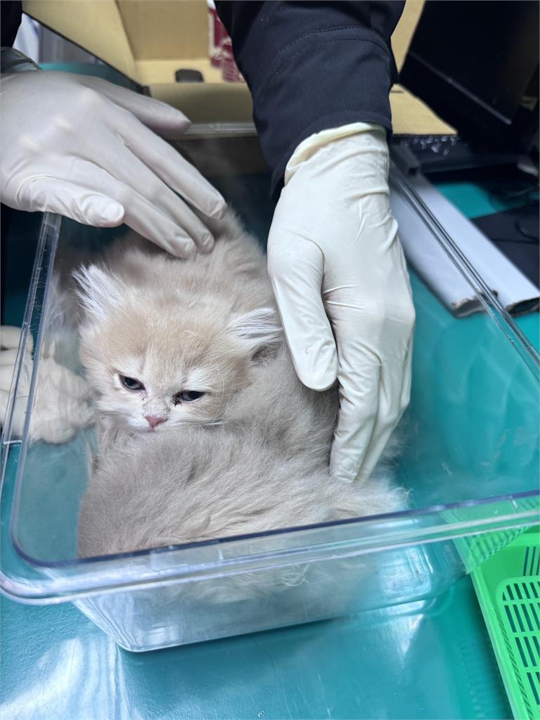 快新聞／金門男攜2波斯貓「人肉」搭機　遭航警鷹眼識破