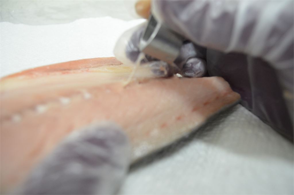 獨家／為什麼有些人不愛吃鯖魚？漁家網紅猩弟揭關鍵在「魚刺」