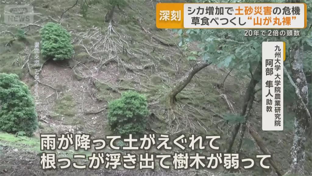 日本野鹿氾濫啃光山坡雜草　恐成引發土石災害元凶