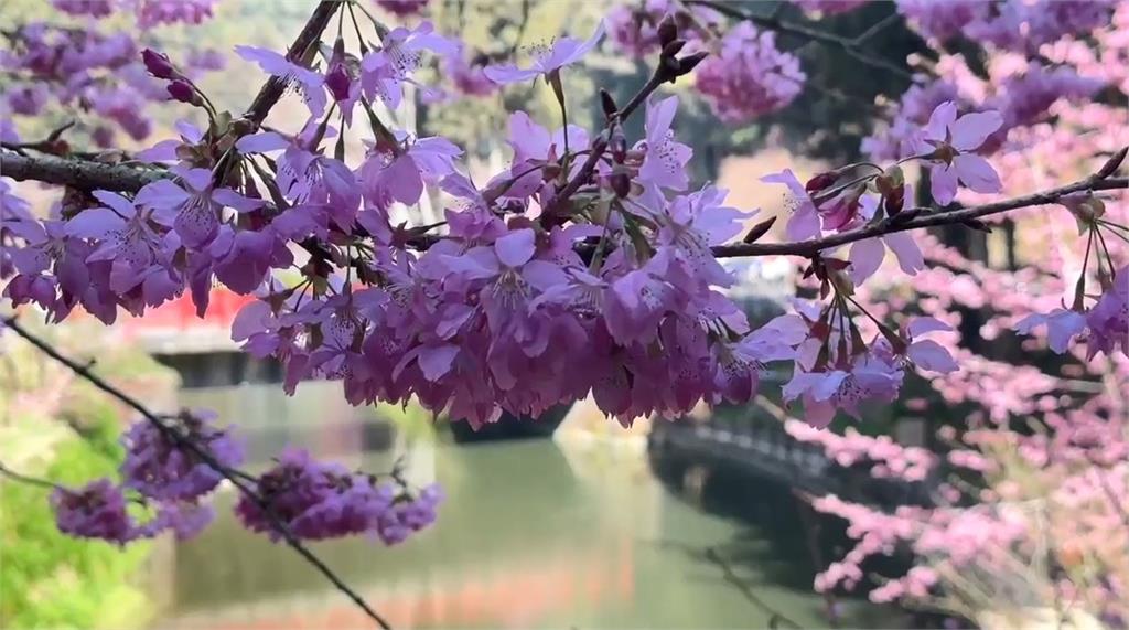 快新聞／出遊快看！南投杉林溪櫻花盛開　「河岸美景」震撼曝光