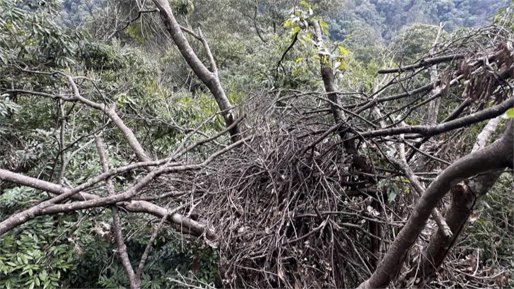 大雪山驚見「熊窩」 台灣黑熊爬樹上築4窩