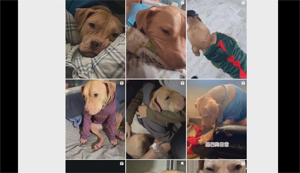 異言堂/獨!殺人索爾愛討摸 飼主揭兇狠比特犬轉性秘辛