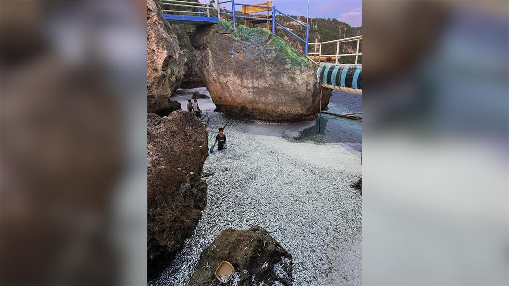 菲律賓6.7強震前異象！「巨量沙丁魚」被沖上岸　延綿海岸線4km驚人畫面曝