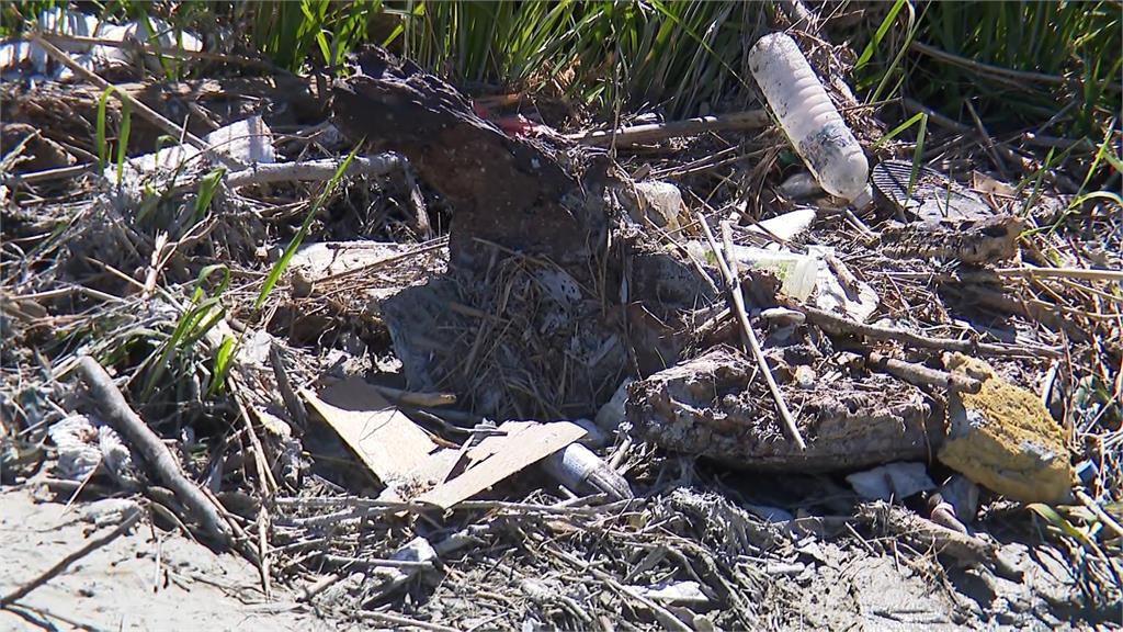 再一個月收成!稻田變泥田 農民心血全泡湯 損失估上百萬