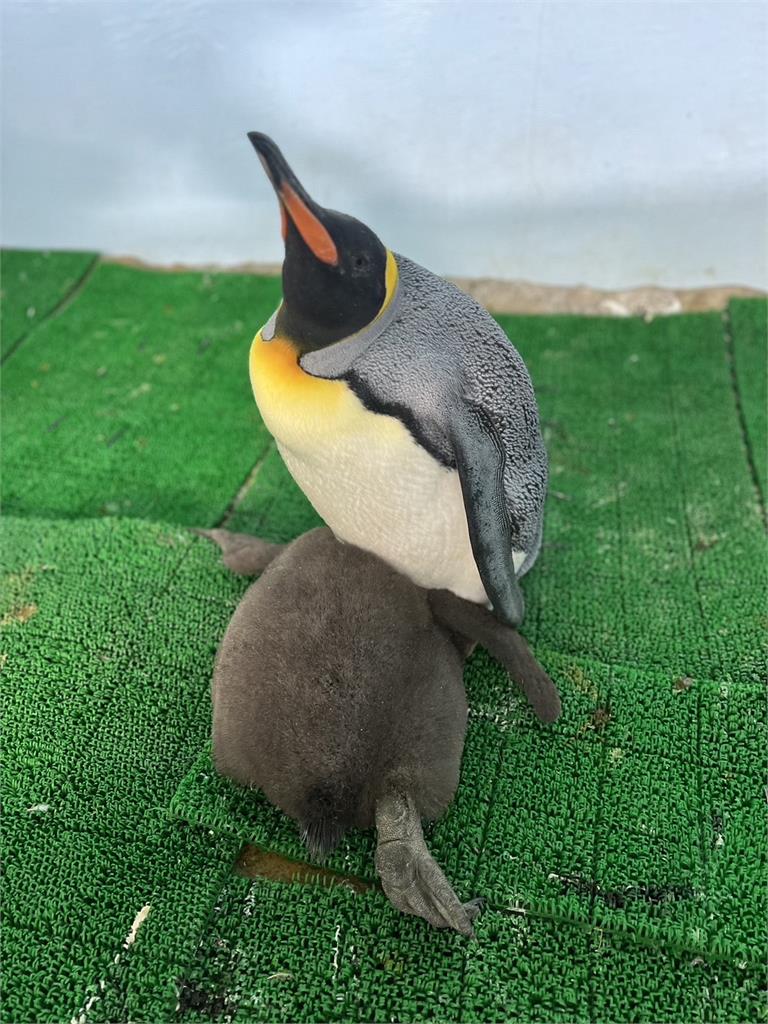 快新聞/超Q!企鵝寶寶「毛絨絨亮相啦」 北市動物園命名活動明起跑