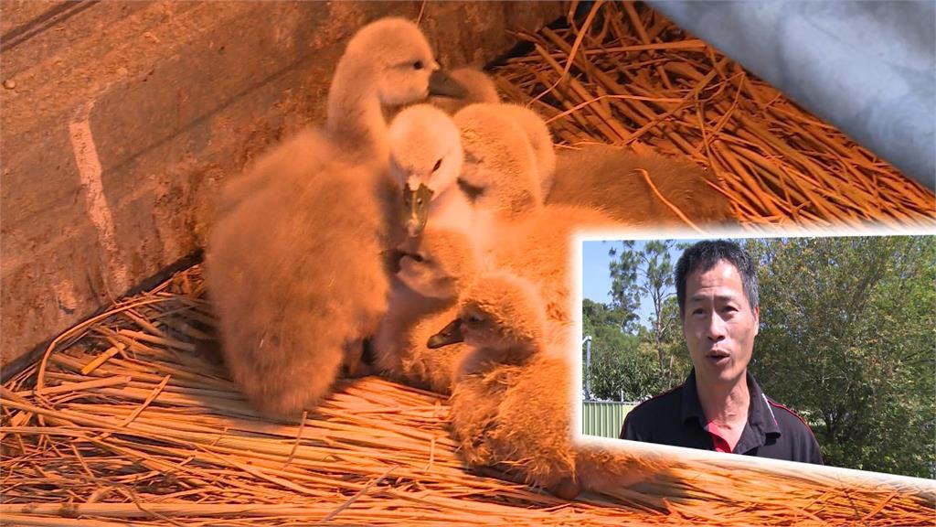 醜小鴨變天鵝 台灣首例土生土長疣鼻天鵝