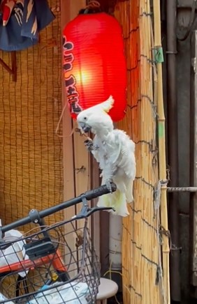 日本鸚鵡路邊狂啃「BBQ雞肉串」？吸17萬網瘋傳影片：太狠了！